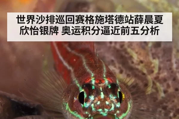 世界沙排巡回赛格施塔德站薛晨夏欣怡银牌 奥运积分逼近前五分析